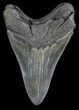 Serrated, Lower Megalodon Tooth #66194-2